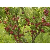 1-10公分蘋果樹 1-10公分山楂樹
