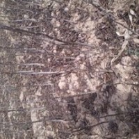 供應(yīng)山西核桃苗 優(yōu)質(zhì)核桃苗 嫁接核桃苗 核桃苗管理技術(shù)