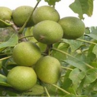 樹苗核桃樹苗出售