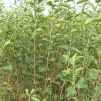 供應蘋果苗/優(yōu)質蘋果苗