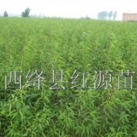 供應(yīng)毛桃苗 山桃苗 杏樹(shù)苗 海棠苗 軟棗苗