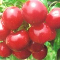 供應(yīng)山東3-20公分櫻桃樹、核桃樹、山楂樹、桃樹、板栗樹、柿子樹