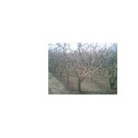 現(xiàn)貨供應(yīng)山楂樹、雪松苗規(guī)格齊全
