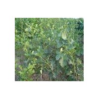 直銷優(yōu)質(zhì)核桃苗 山楂苗 桃樹苗 櫻桃樹 蘋果樹