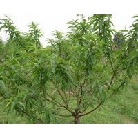 桃苗@桃苗！桃苗