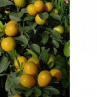 供應(yīng)甜金桔苗 甜金桔苗,楊梅苗,白枇杷苗