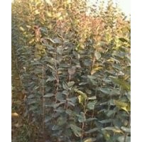 供應(yīng)桃樹(shù)苗，蘋(píng)果苗，梨樹(shù)苗，山楂苗，櫻桃苗等果樹(shù)苗木