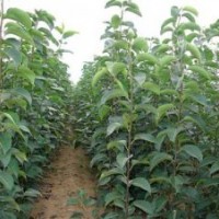 山東大櫻桃苗種植與選苗