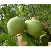 供應(yīng)山西香玲核桃苗 清香核桃苗 山西香玲核桃苗多少錢一株？