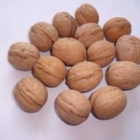 哪里有清香核桃苗？請到四川簡陽一品農(nóng)牧公司來