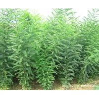 0.6以上的國槐小苗