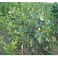 供應(yīng)山楂苗