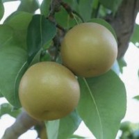 優(yōu)質(zhì)梨樹(shù)苗