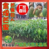 供應(yīng)果樹苗木優(yōu)質(zhì)新品種 果大肉嫩 金煌芒果 綠化占地批發(fā)