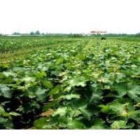 葡萄苗葡萄苗價格葡萄苗品種葡萄苗基地山東葡萄苗