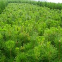 大量供應(yīng)各種苗木國(guó)槐,花椒,核桃