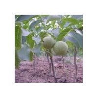 供應(yīng)嫁接核桃苗實(shí)生核桃苗