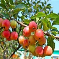 北美海棠芽苗、根接苗正在熱銷中