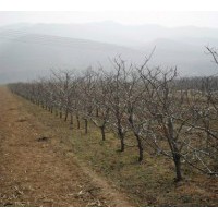 大規(guī)格占地桃樹(shù) 核桃樹(shù) 蘋果樹(shù) 柿子樹(shù) 山楂樹(shù)