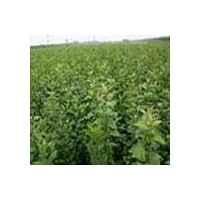 供應(yīng)葡萄苗