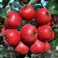 3-10公分山楂樹(shù)