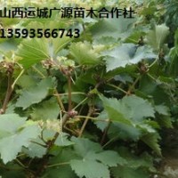 葡萄苗出售、大量?jī)?yōu)質(zhì)葡萄苗低價(jià)銷售