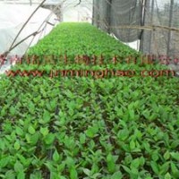 櫻桃苗-吉塞拉5號、6號櫻桃組培苗