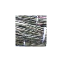 誠(chéng)信生態(tài)園藝基地供大量?jī)?yōu)質(zhì)核桃苗