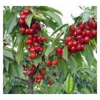 山西運(yùn)城絳縣櫻桃苗 嫁接櫻桃苗 5-8公分櫻桃樹 櫻桃苗培育基地