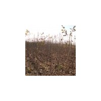 供應(yīng)核桃苗、核桃苗