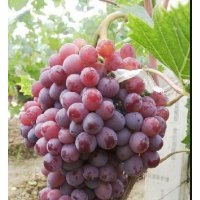 出售茉莉香葡萄苗，哪有賣著色香葡萄苗的