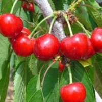 櫻桃 杏 桃 蘋果 山楂 柿子 棗 鈣果 青皮核桃