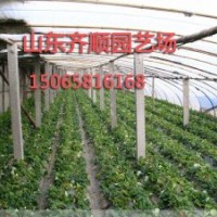 草莓苗品種，山東草莓苗，草莓苗供應(yīng)價(jià)格