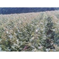 供應(yīng)嫁接葡萄苗