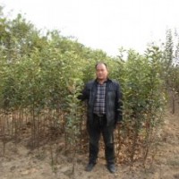 河北深州豐林苗木合作社