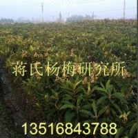 枇杷苗供應(yīng)基地 白枇杷苗基地