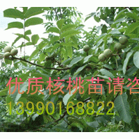 良種核桃苗/良種核桃苗銷售/良種核桃苗價格