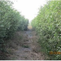 竹柳哪里好，青峰苗木基地