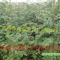 花椒苗，泰安花椒苗，山東花椒苗多少錢一棵