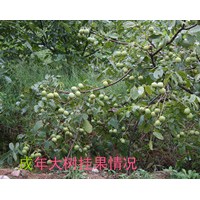 綿陽核桃苗，綿陽薄殼核桃苗