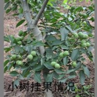 核桃苗，遂寧薄殼核桃苗