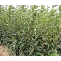 供應(yīng)長治優(yōu)質(zhì)柿子苗 長治成品柿子苗價格