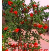 3公分牡丹花石榴樹