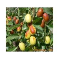 棗樹苗 蘋果苗山楂苗