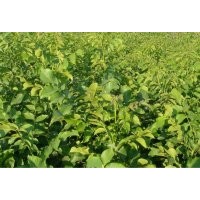 核桃苗 花椒苗 刺槐苗