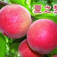 供應(yīng)夏之夢桃苗|突圍桃苗|126油桃|春雪桃苗|鉆石金蜜桃|桃苗價(jià)
