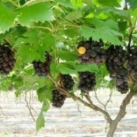 供應(yīng)葡萄苗、嫁接新品種葡萄苗、優(yōu)惠價供應(yīng)