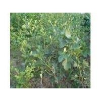 供應山西山楂苗，嫁接的山楂苗，山楂樹