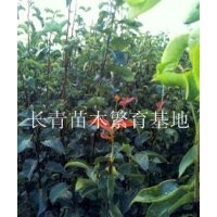 山東熱銷(xiāo)梨樹(shù)苗山楂樹(shù)苗，板栗樹(shù)苗，桃樹(shù)苗