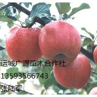 蘋果出售、大量優(yōu)質(zhì)紅富士蘋果低價供應(yīng)